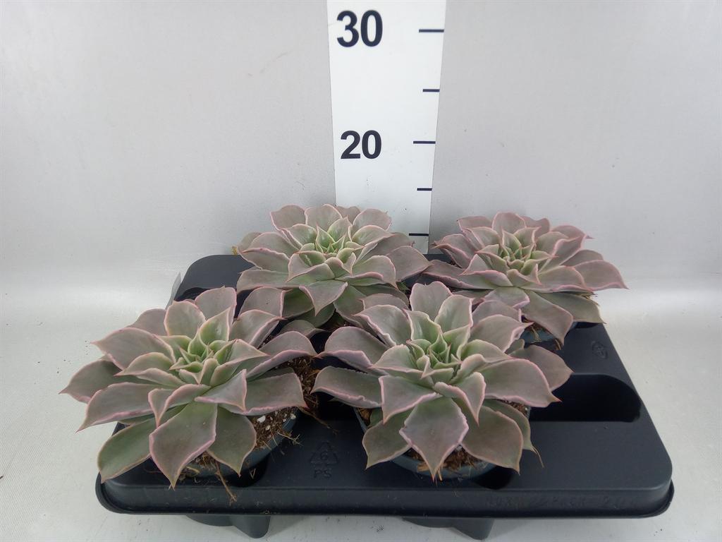 Горшечные цветы и растения оптом Echeveria ... от 4шт из Голландии с доставкой по России