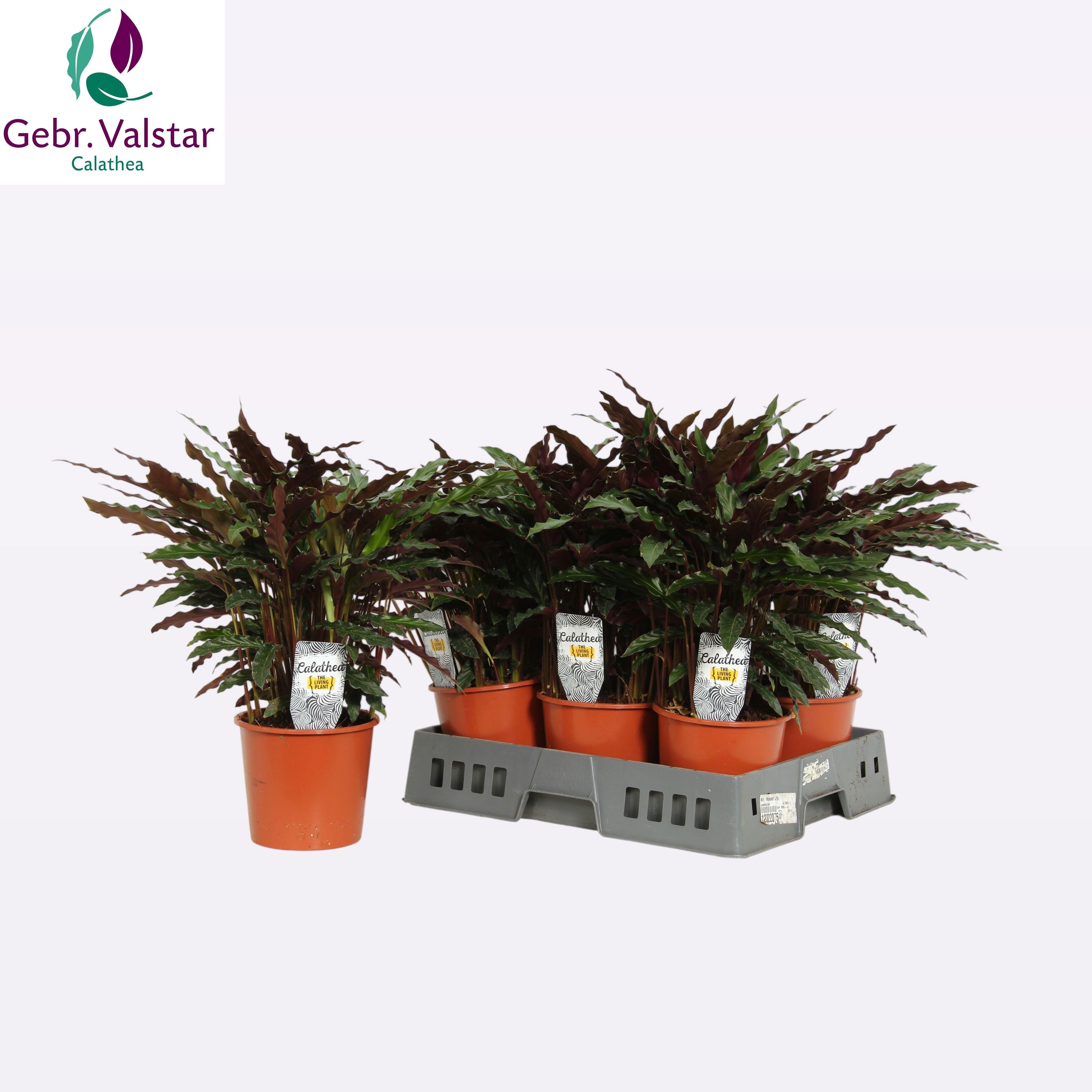 Горшечные цветы и растения оптом Calat Ruf Elgergrass от 6шт из Голландии с доставкой по России