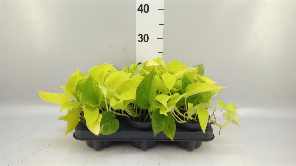 Горшечные цветы и растения оптом Philodendron Lemon Lime от 6шт из Голландии с доставкой по России
