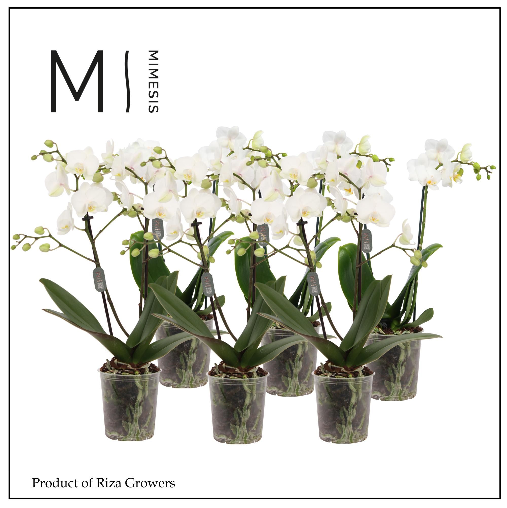 Горшечные цветы и растения оптом Phal 2st White 16+ (orchid Growers) от 12шт (для телеги) из Голландии с доставкой по России