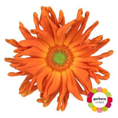 Срезанные цветы оптом Gerbera pasta marinara от 25шт из Голландии с доставкой по России