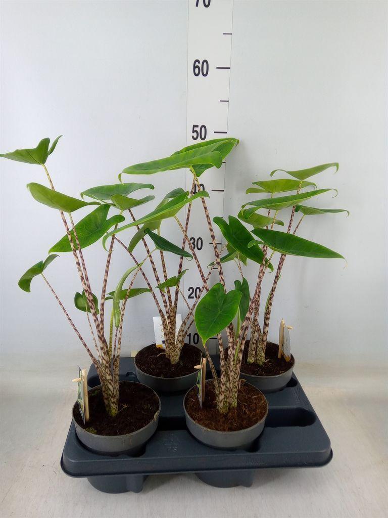 Горшечные цветы и растения оптом Alocasia Zebrina от 4шт (для телеги) из Голландии с доставкой по России