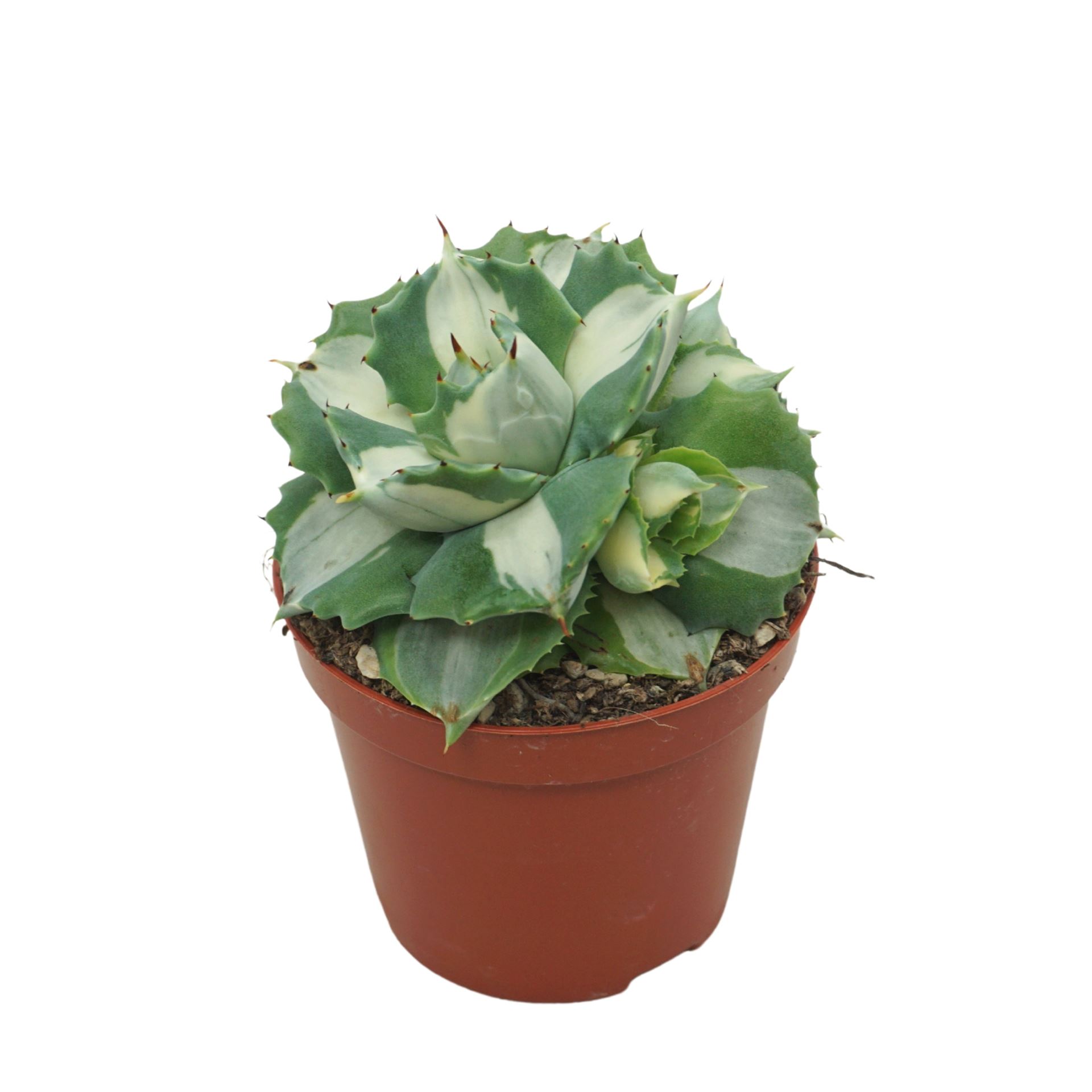 Горшечные цветы и растения оптом Agave   ... от 12шт (для телеги) из Голландии с доставкой по России