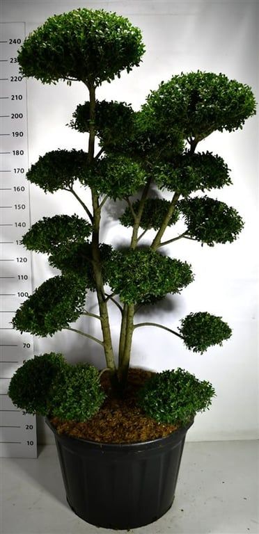 Горшечные цветы и растения оптом Ilex Mutchagara от 1шт из Голландии с доставкой по России