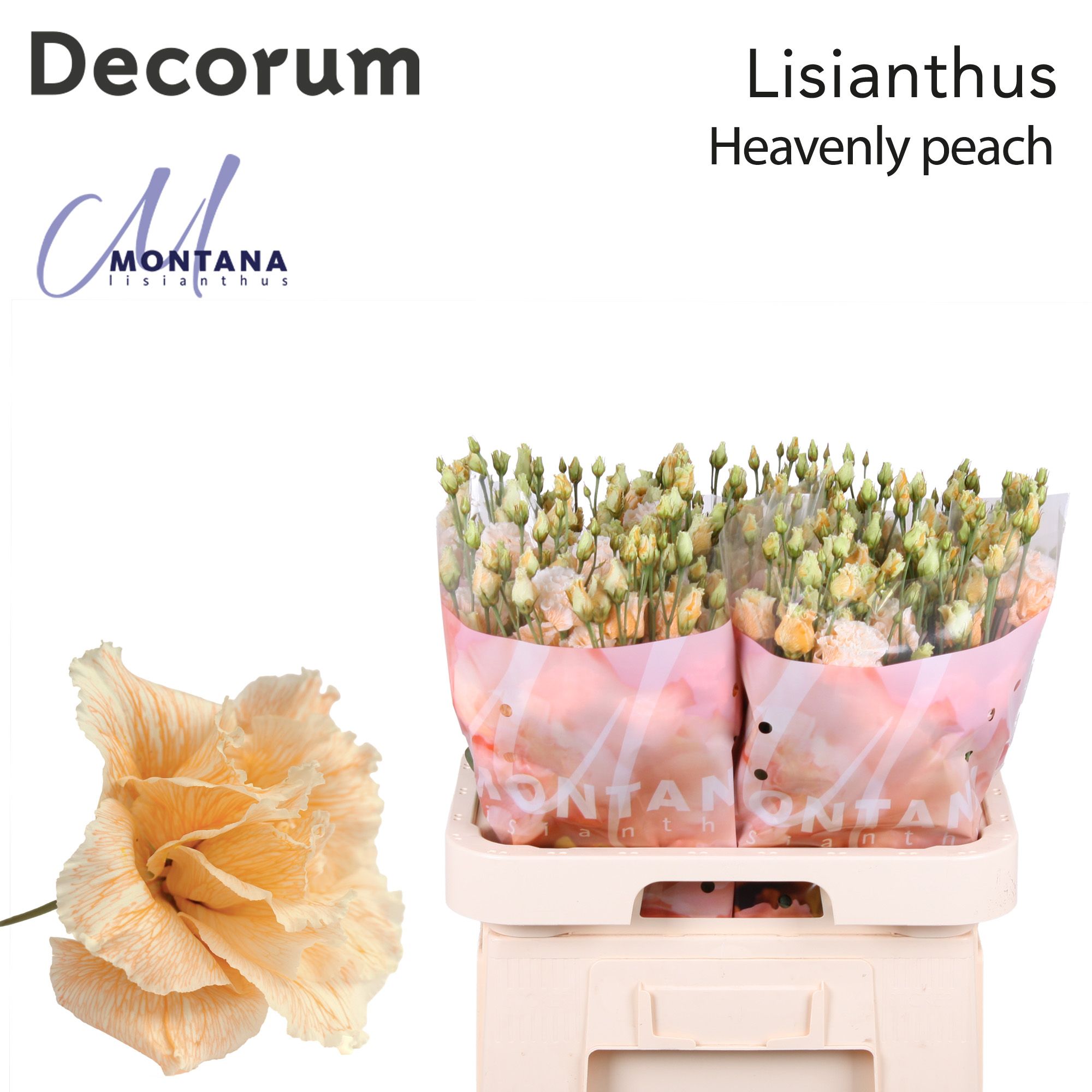 Срезанные цветы оптом Lisianthus do paint heavenly peach от 40шт из Голландии с доставкой по России