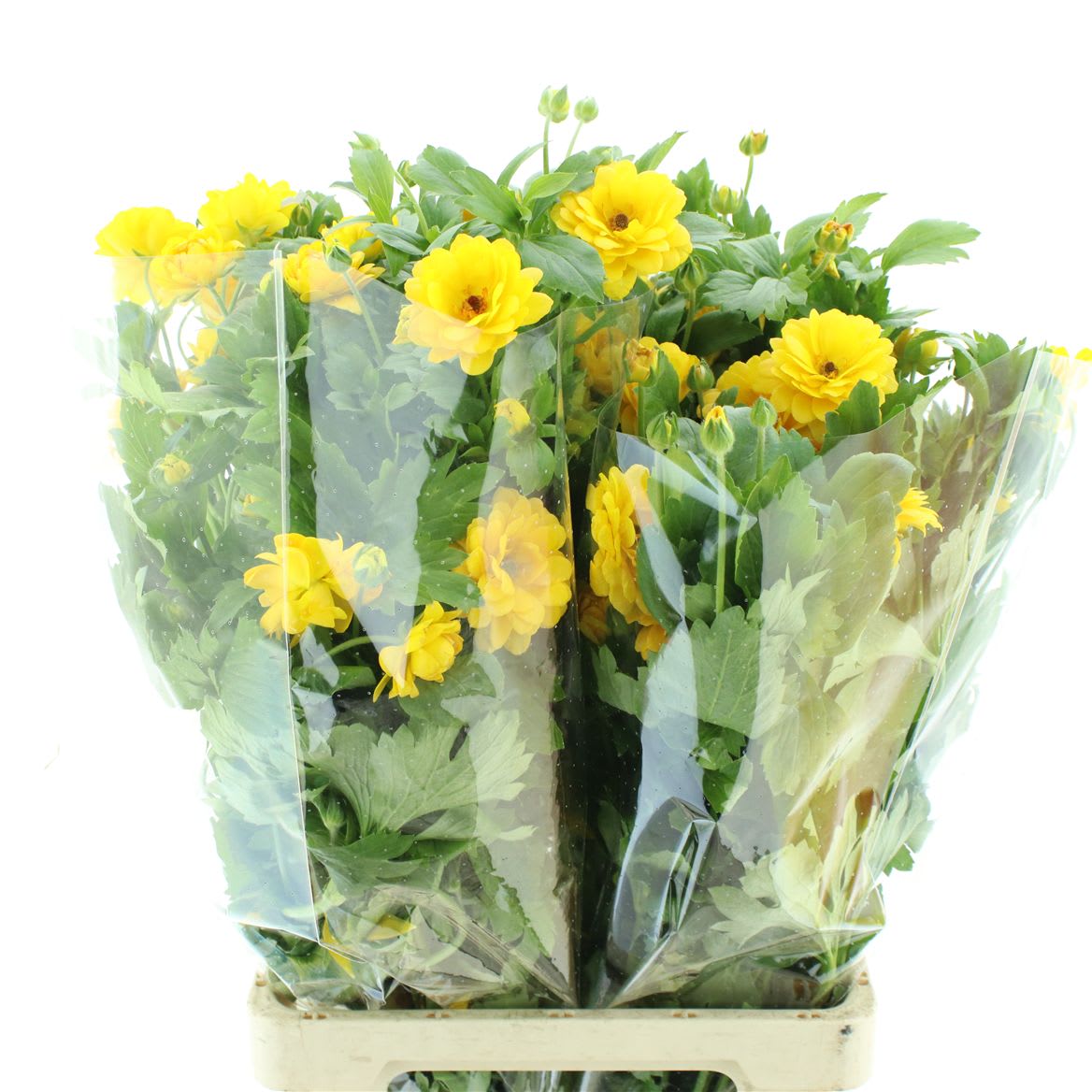 Срезанные цветы оптом Ranunculus natura moderna sunny от 40шт из Голландии с доставкой по России