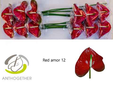 Срезанные цветы оптом Anthurium red amor от 12шт. из Голландии с доставкой по России