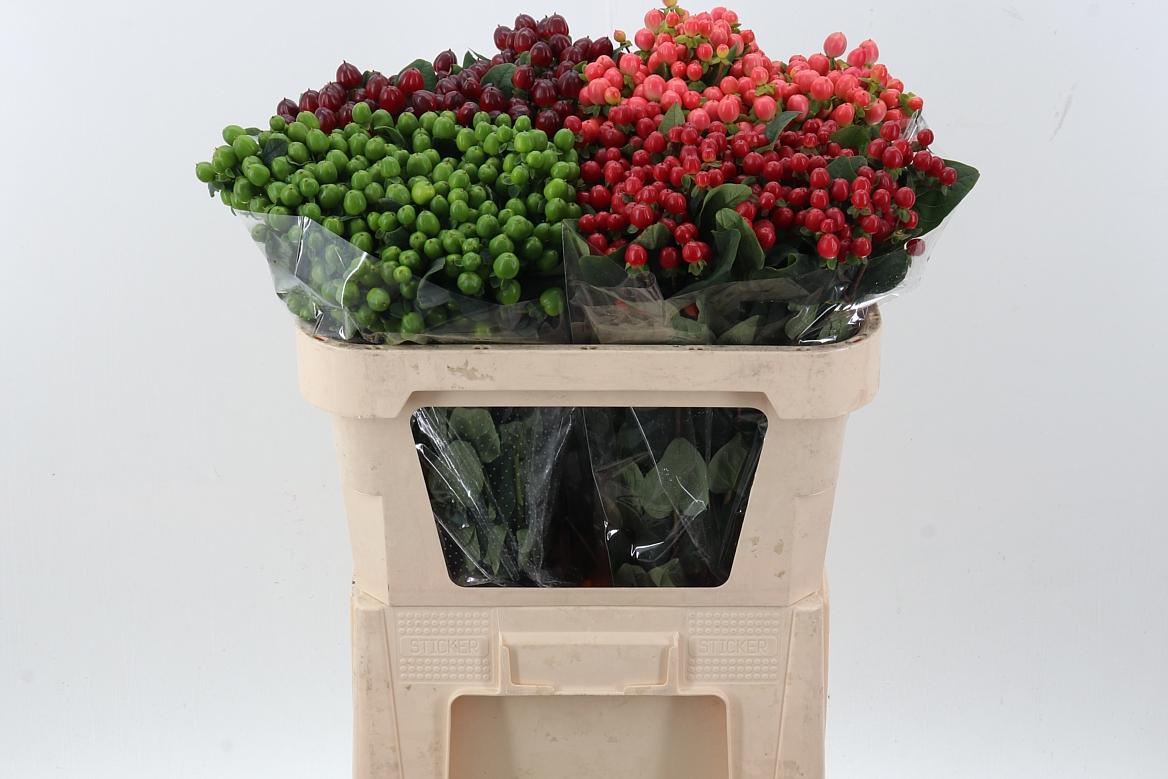 Срезанные цветы оптом Hypericum от 100шт из Голландии с доставкой по России