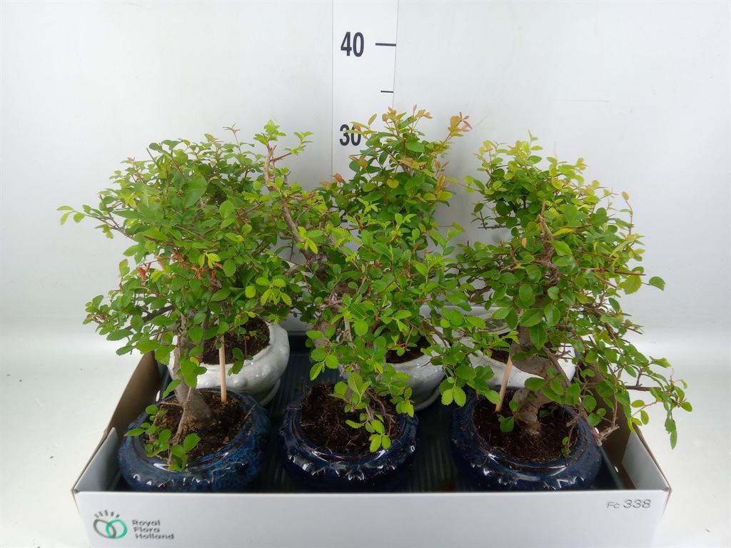 Горшечные цветы и растения оптом Bonsai   ...mix от 6шт из Голландии с доставкой по России