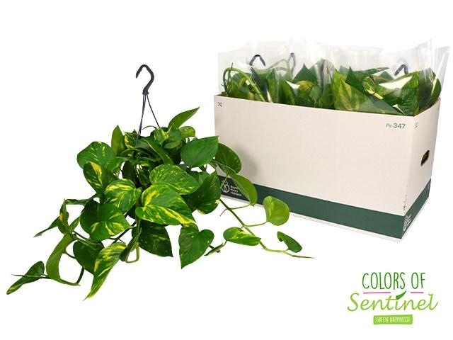 Горшечные цветы и растения оптом Epipr Hang от 6шт из Голландии с доставкой по России