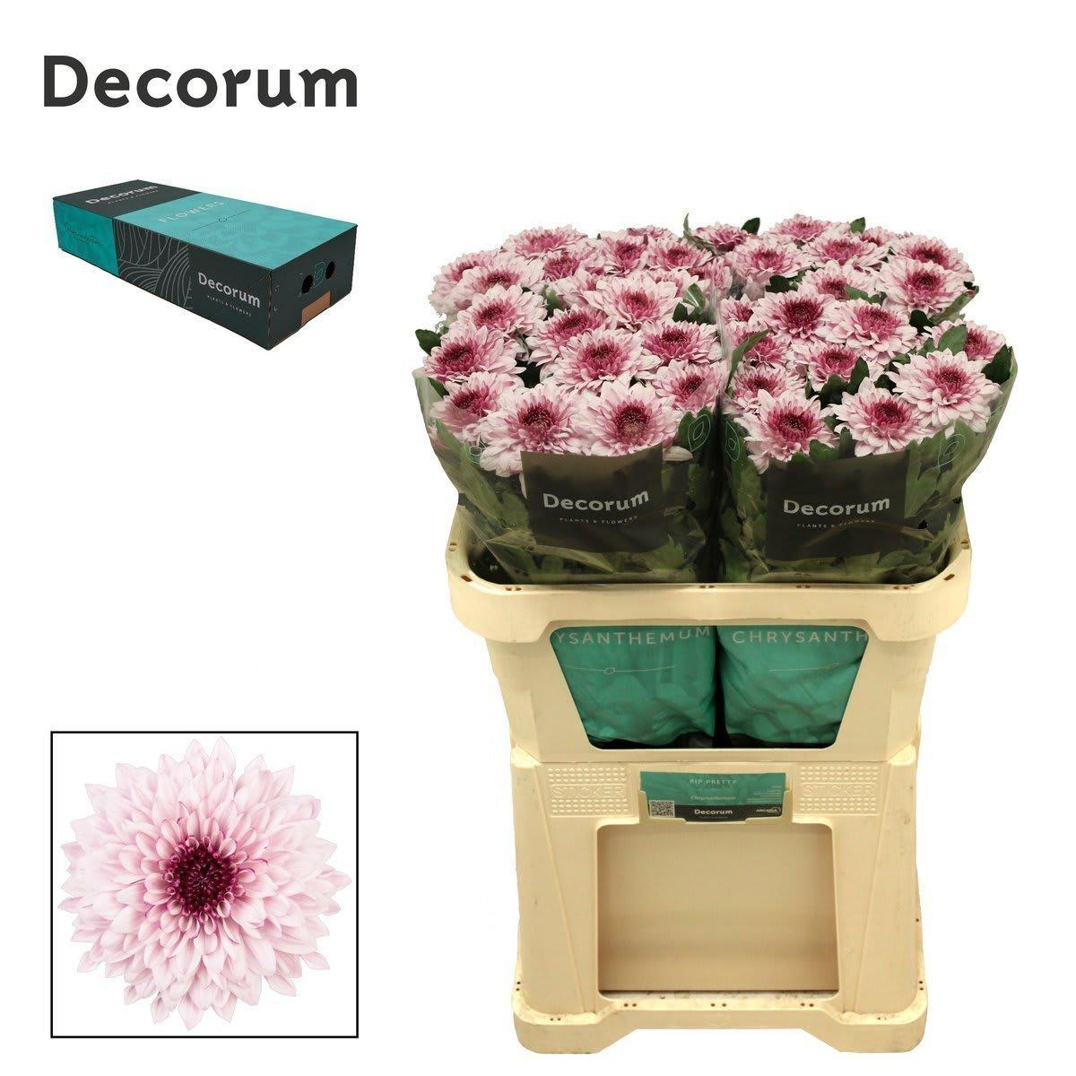 Срезанные цветы оптом Chrys bl pip pretty от 120шт из Голландии с доставкой по России