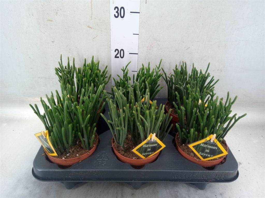 Горшечные цветы и растения оптом Crassula   ... от 6шт из Голландии с доставкой по России