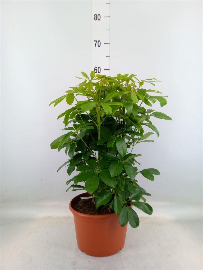 Горшечные цветы и растения оптом Schefflera Nora 3pp от 1шт из Голландии с доставкой по России