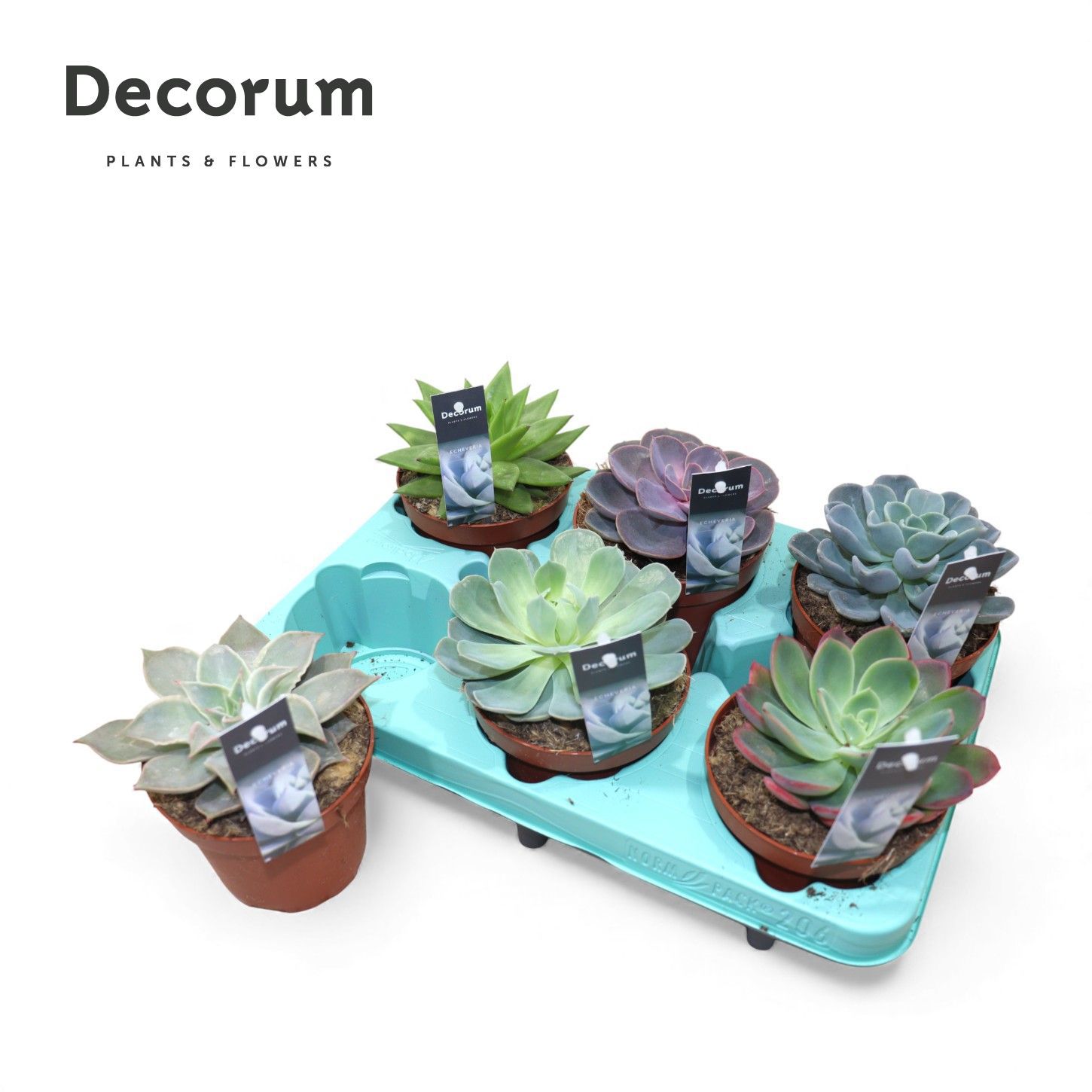 Горшечные цветы и растения оптом Echeveria Mix (decorum) от 6шт из Голландии с доставкой по России