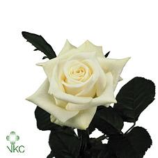 Срезанные цветы оптом Rosa large akito от 80шт из Голландии с доставкой по России