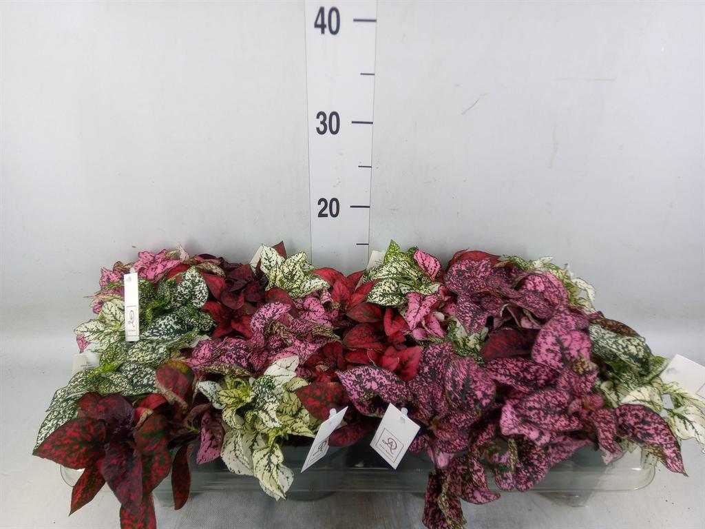 Горшечные цветы и растения оптом Hypoestes Phyllo.   ...mix от 8шт из Голландии с доставкой по России