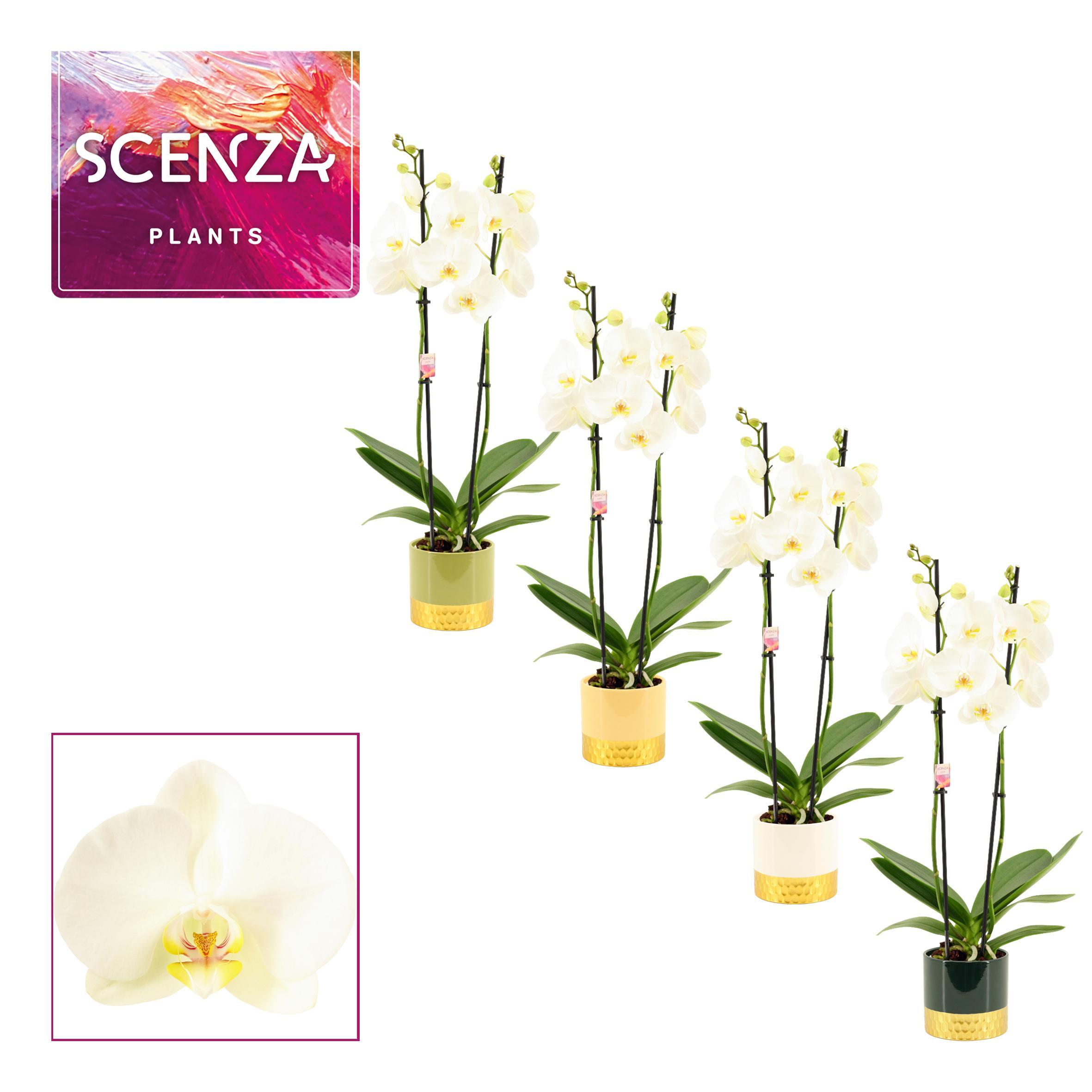 Горшечные цветы и растения оптом Phal Ov Wit от 5шт из Голландии с доставкой по России