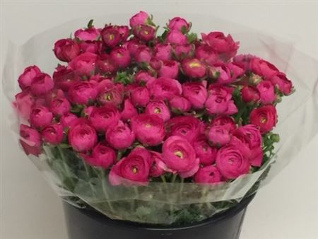 Срезанные цветы оптом Ranunculus hot pink от 90шт из Голландии с доставкой по России