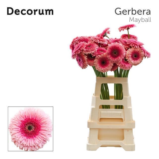 Срезанные цветы оптом Gerbera pomponi mayball от 40шт из Голландии с доставкой по России