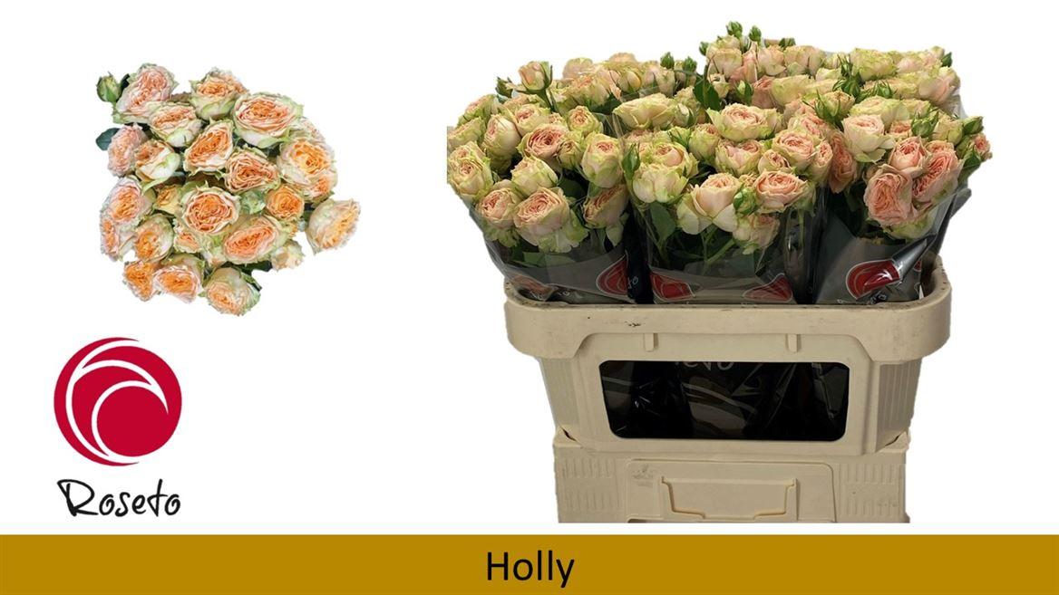 Срезанные цветы оптом Rosa spray holly от 40шт из Голландии с доставкой по России