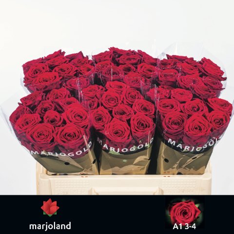 Срезанные цветы оптом Rosa large red naomi! от 60шт. из Голландии с доставкой по России