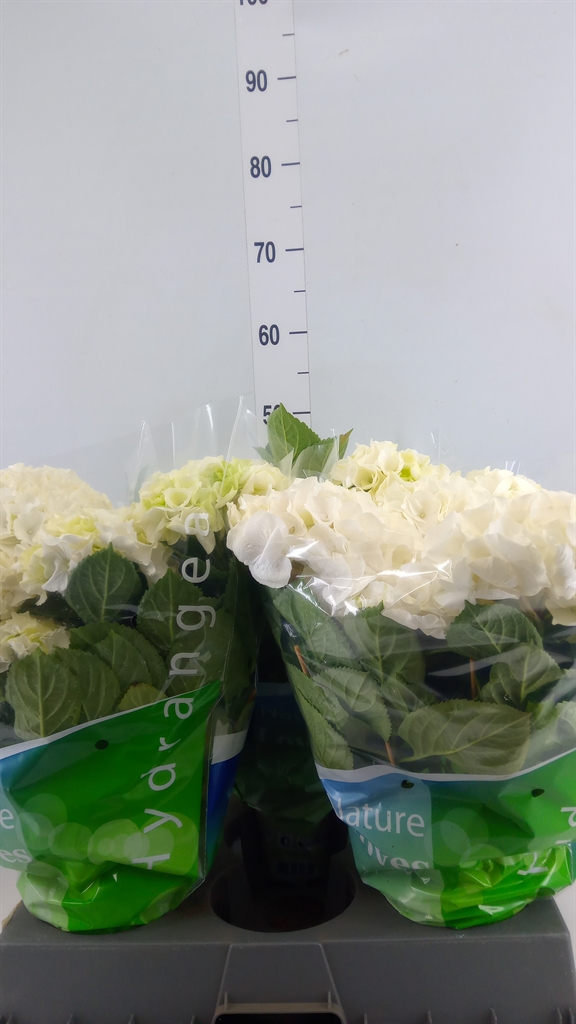 Горшечные цветы и растения оптом Hydrangea Ma White 11+ от 3шт из Голландии с доставкой по России