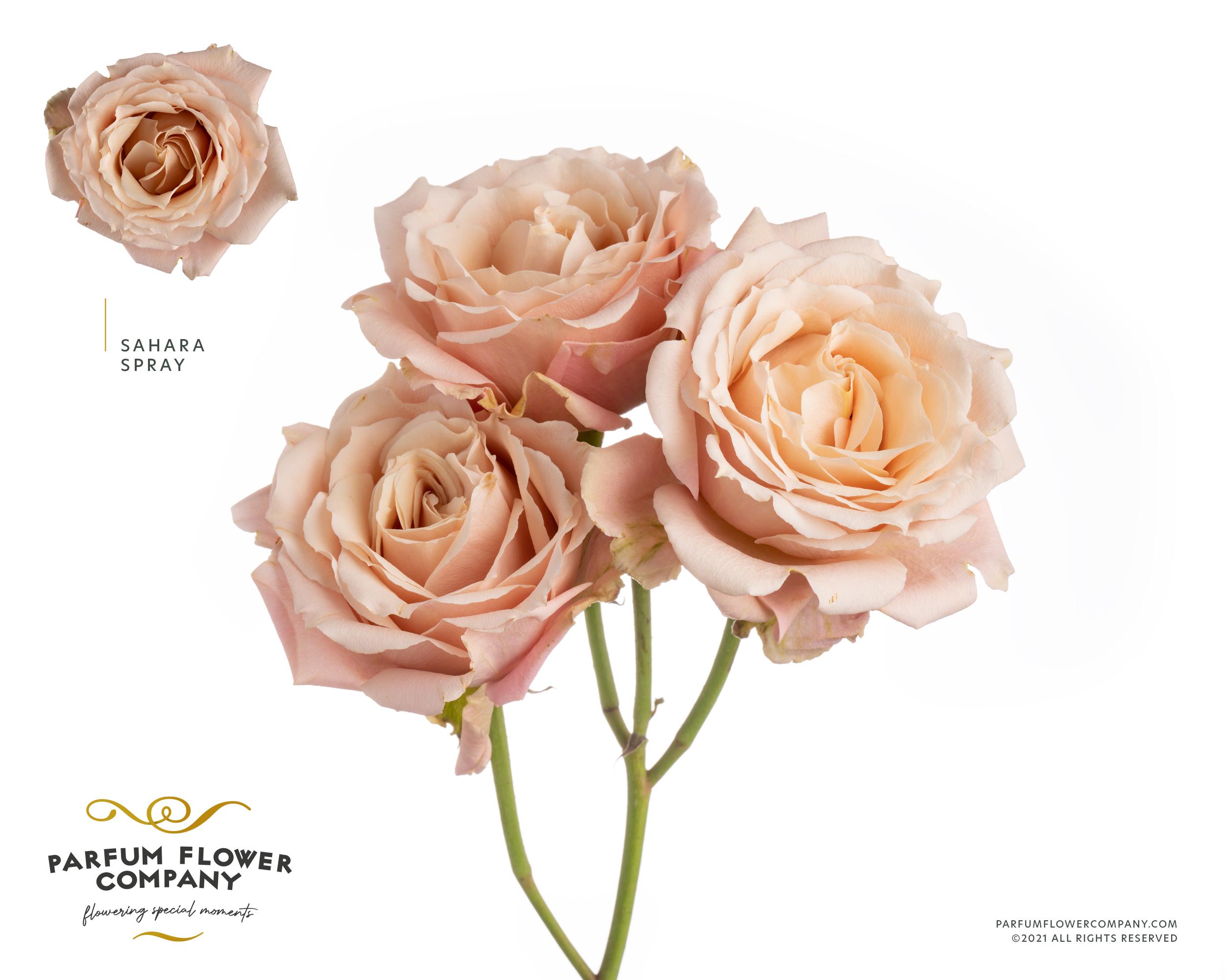 Срезанные цветы оптом Rosa spray garden sahara sensation от 20шт из Голландии с доставкой по России