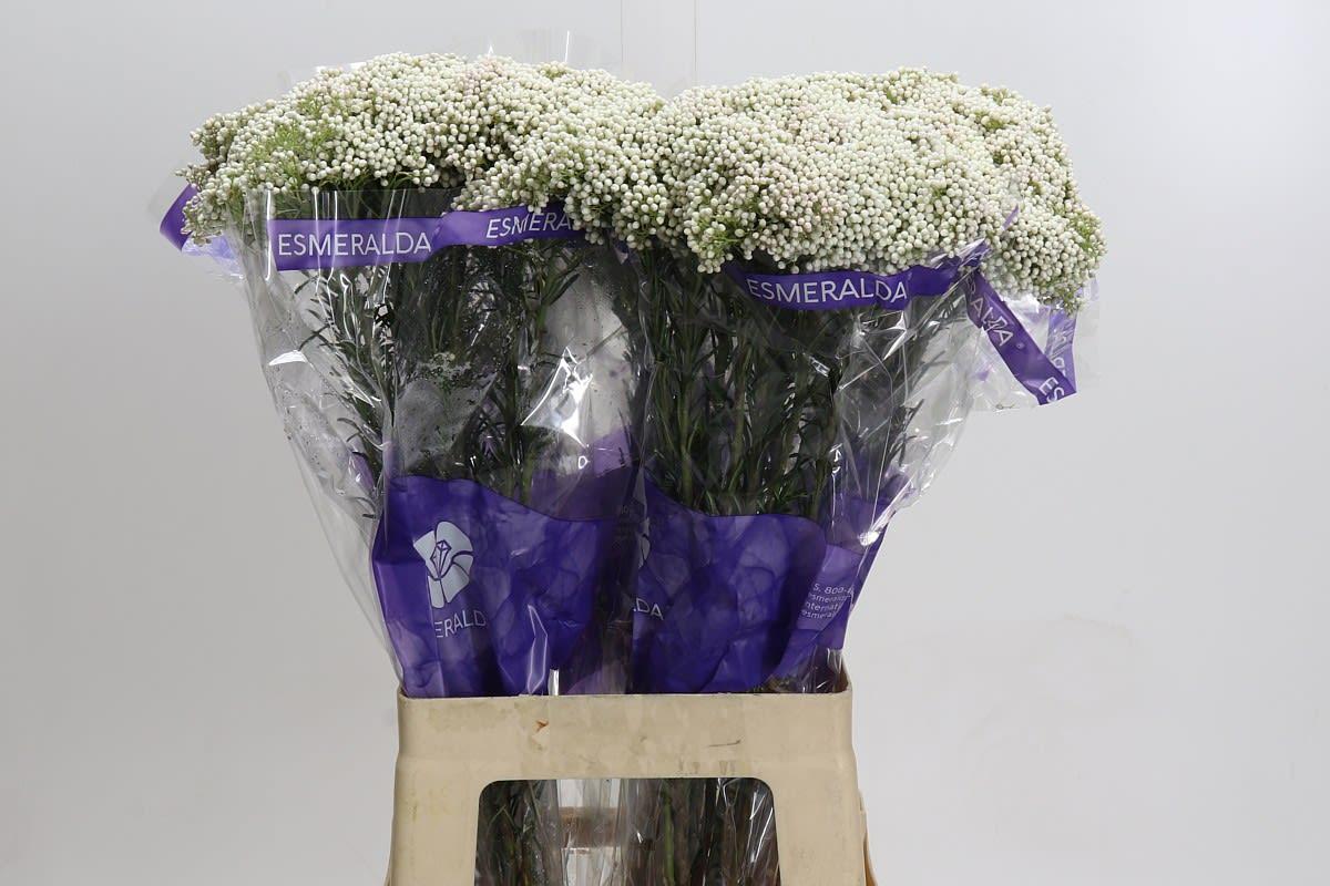 Срезанные цветы оптом Ozothamnus cooks snow white от 50шт из Голландии с доставкой по России