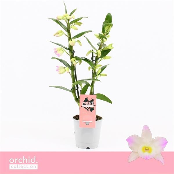 Горшечные цветы и растения оптом Dendr Nob 2st Kumiko Compact  Orchide Collection от 10шт из Голландии с доставкой по России