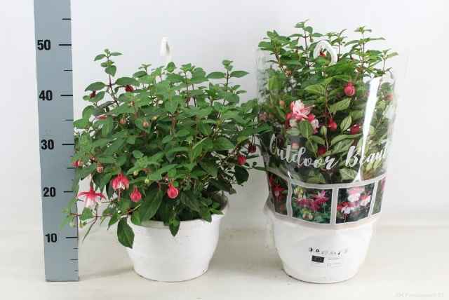 Горшечные цветы и растения оптом Fuchsia Ov от 1шт из Голландии с доставкой по России