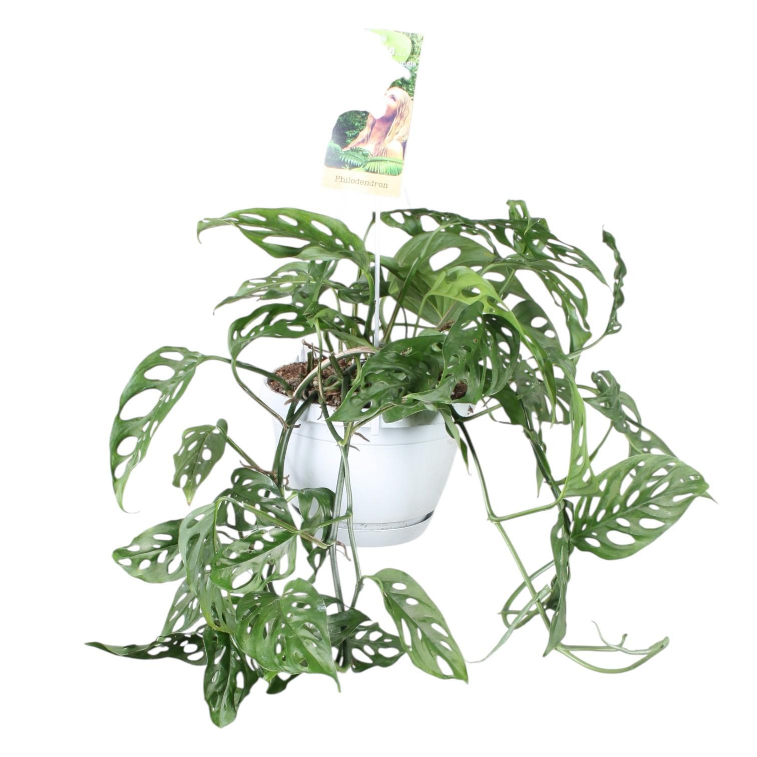 Горшечные цветы и растения оптом Monstera Obliqua In Hangpot от 4шт из Голландии с доставкой по России