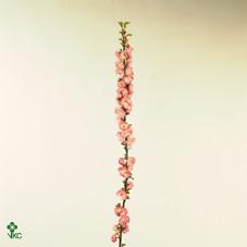 Срезанные цветы оптом Prunus triloba spray от 50шт из Голландии с доставкой по России