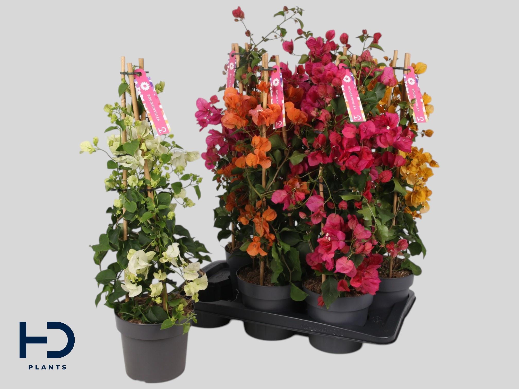 Горшечные цветы и растения оптом Bougainv Ov от 6шт из Голландии с доставкой по России