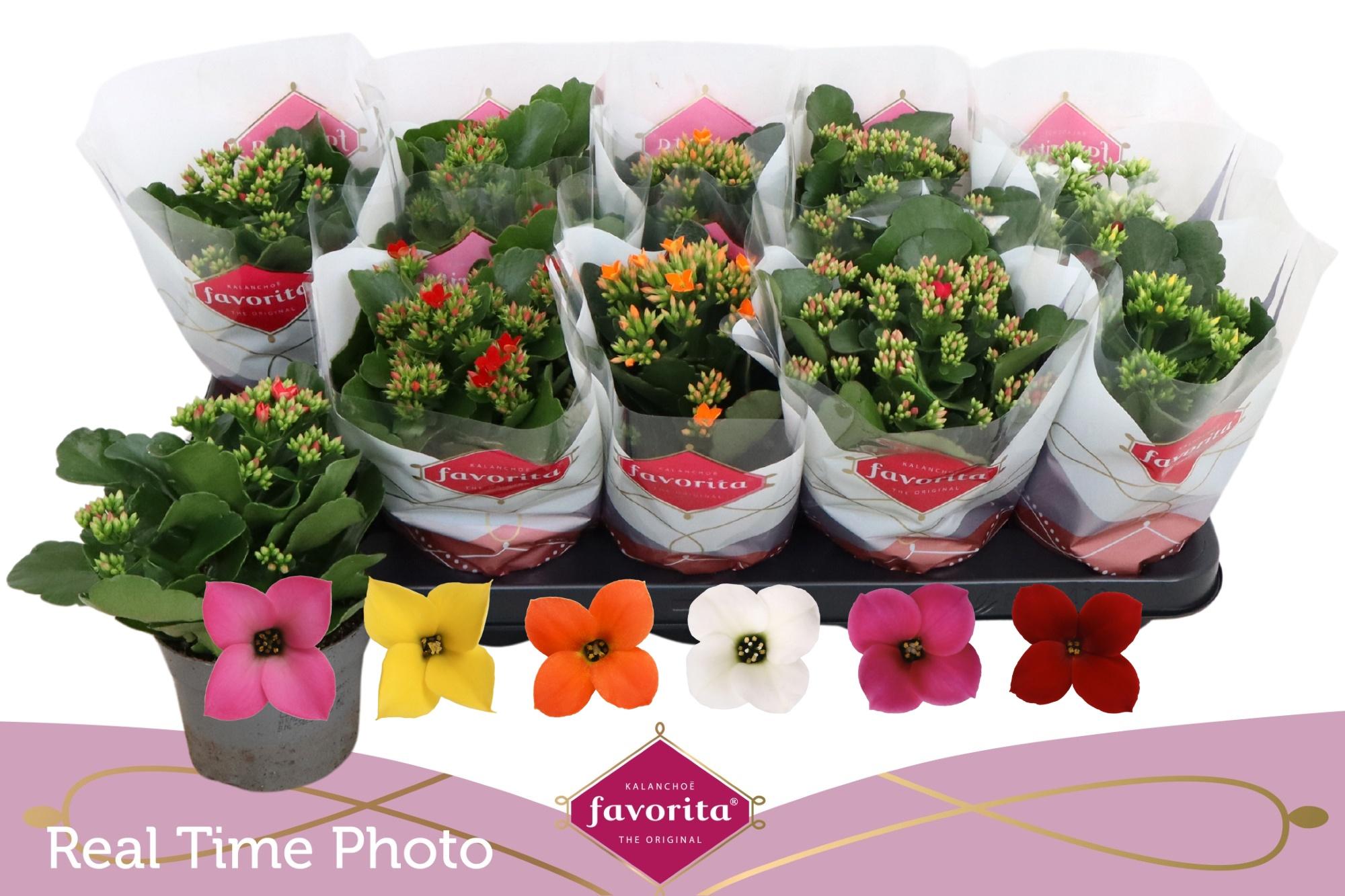 Горшечные цветы и растения оптом Kal En Gem 6 Kl от 10шт' из Голландии с доставкой по России