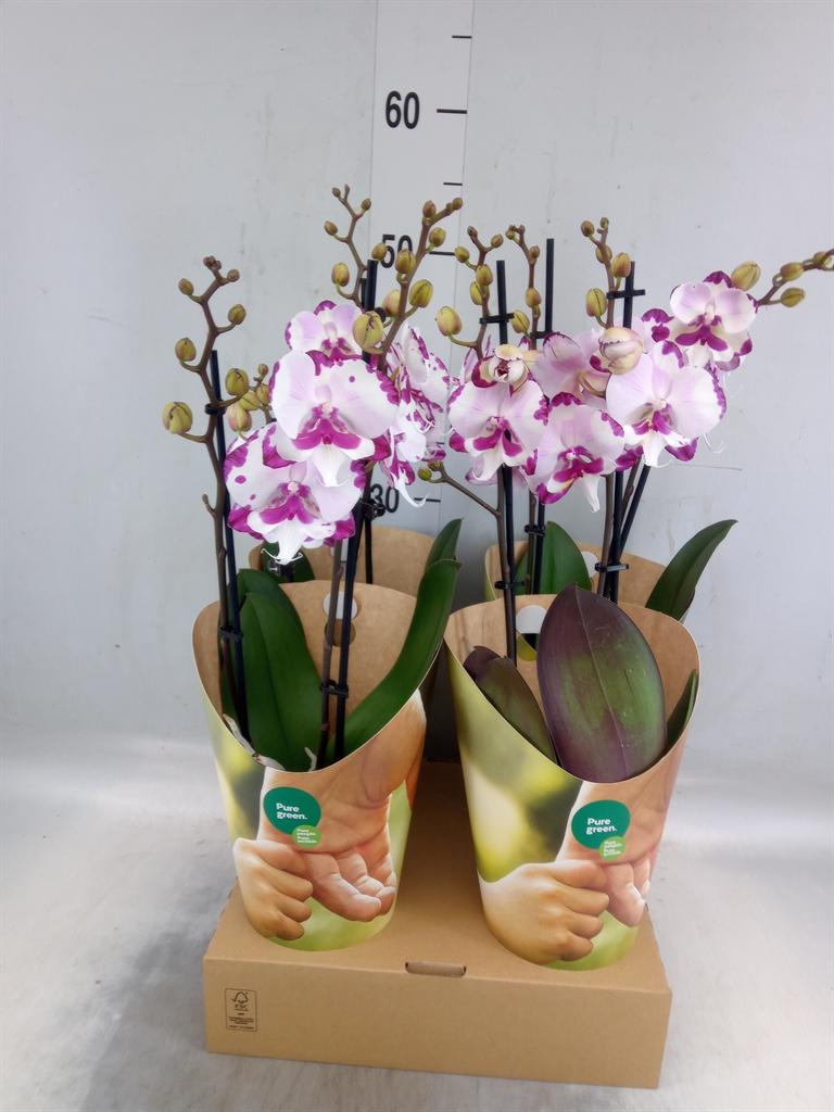Горшечные цветы и растения оптом Phalaenopsis   ...rose от 4шт' из Голландии с доставкой по России