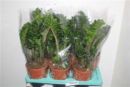 Горшечные цветы и растения оптом Zamioculcas Zenzi 5-6+ от 6шт из Голландии с доставкой по России