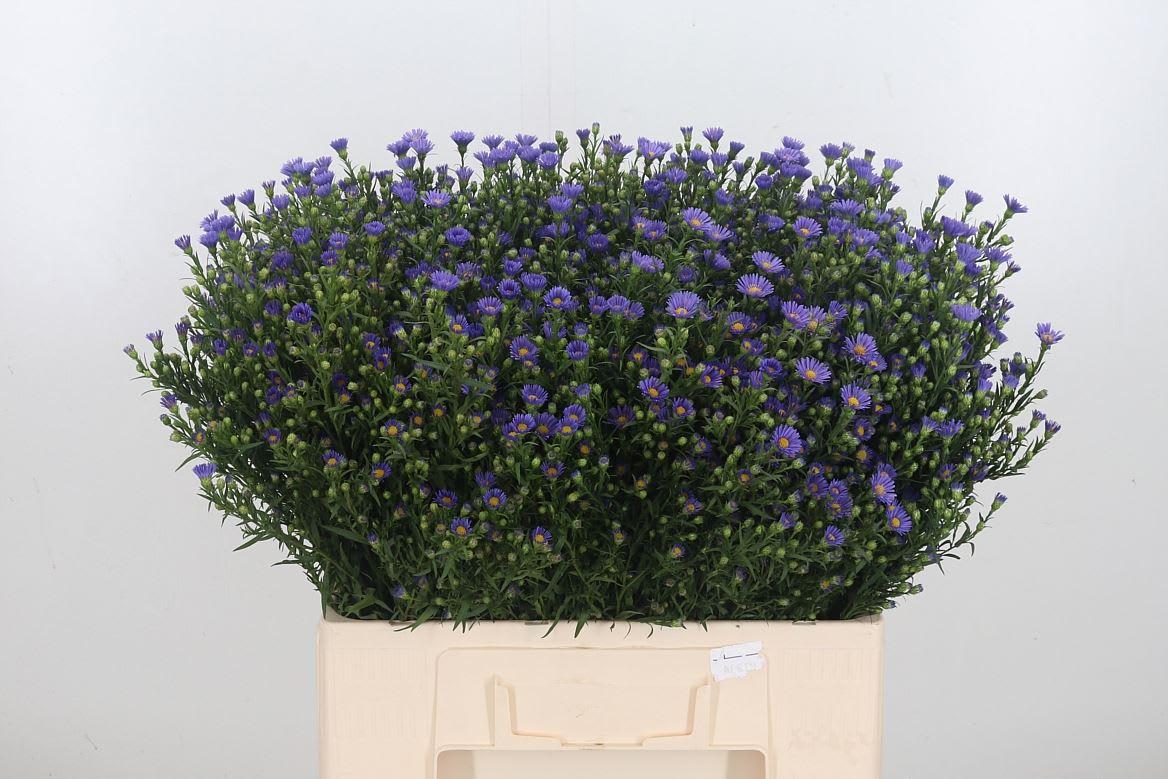 Срезанные цветы оптом Aster casamare от 150шт из Голландии с доставкой по России Срезанные цветы оптом Aster casamare от 150шт из Голландии с доставкой по России
