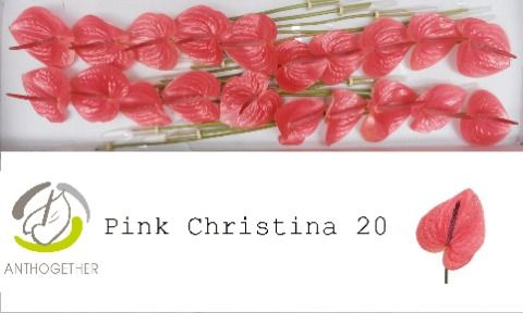 Срезанные цветы оптом Anthurium pink christina от 20шт из Голландии с доставкой по России