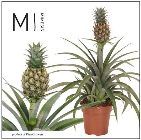 Горшечные цветы и растения оптом Ananas Mi Amigo от 8шт из Голландии с доставкой по России