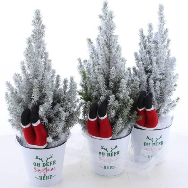 Горшечные цветы и растения оптом Picea Gl Perfecta от 4шт из Голландии с доставкой по России