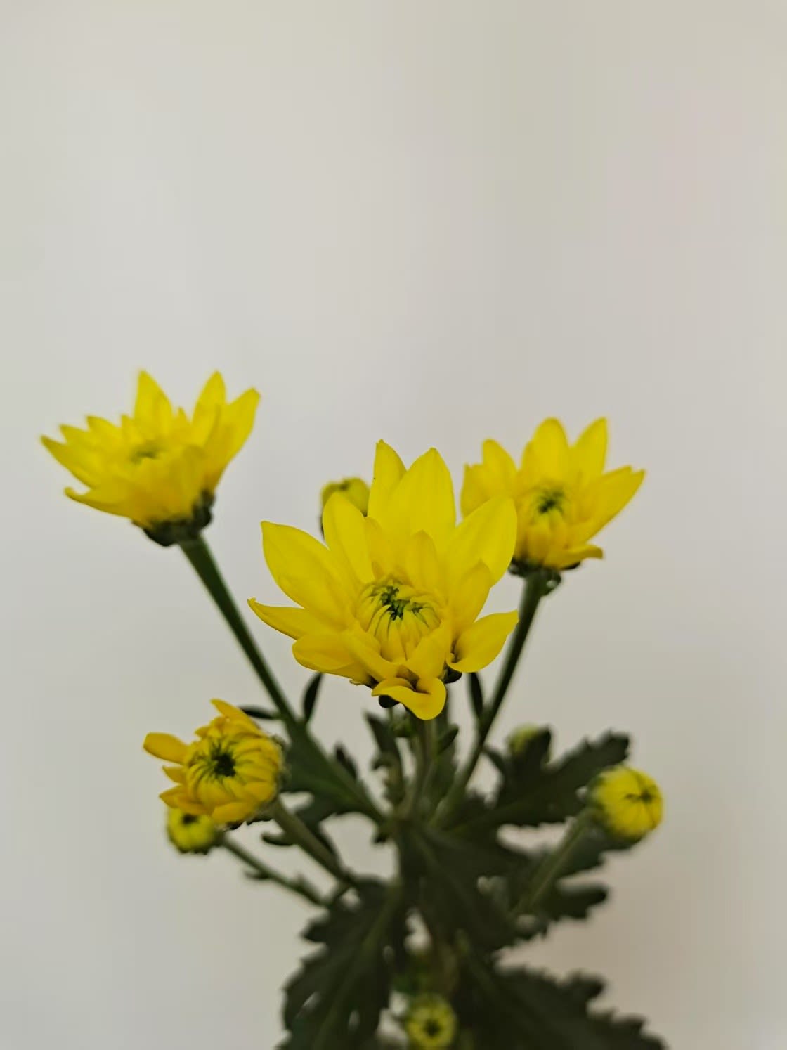 Срезанные цветы оптом Chrys sp rui yellow от 80шт. из Голландии с доставкой по России