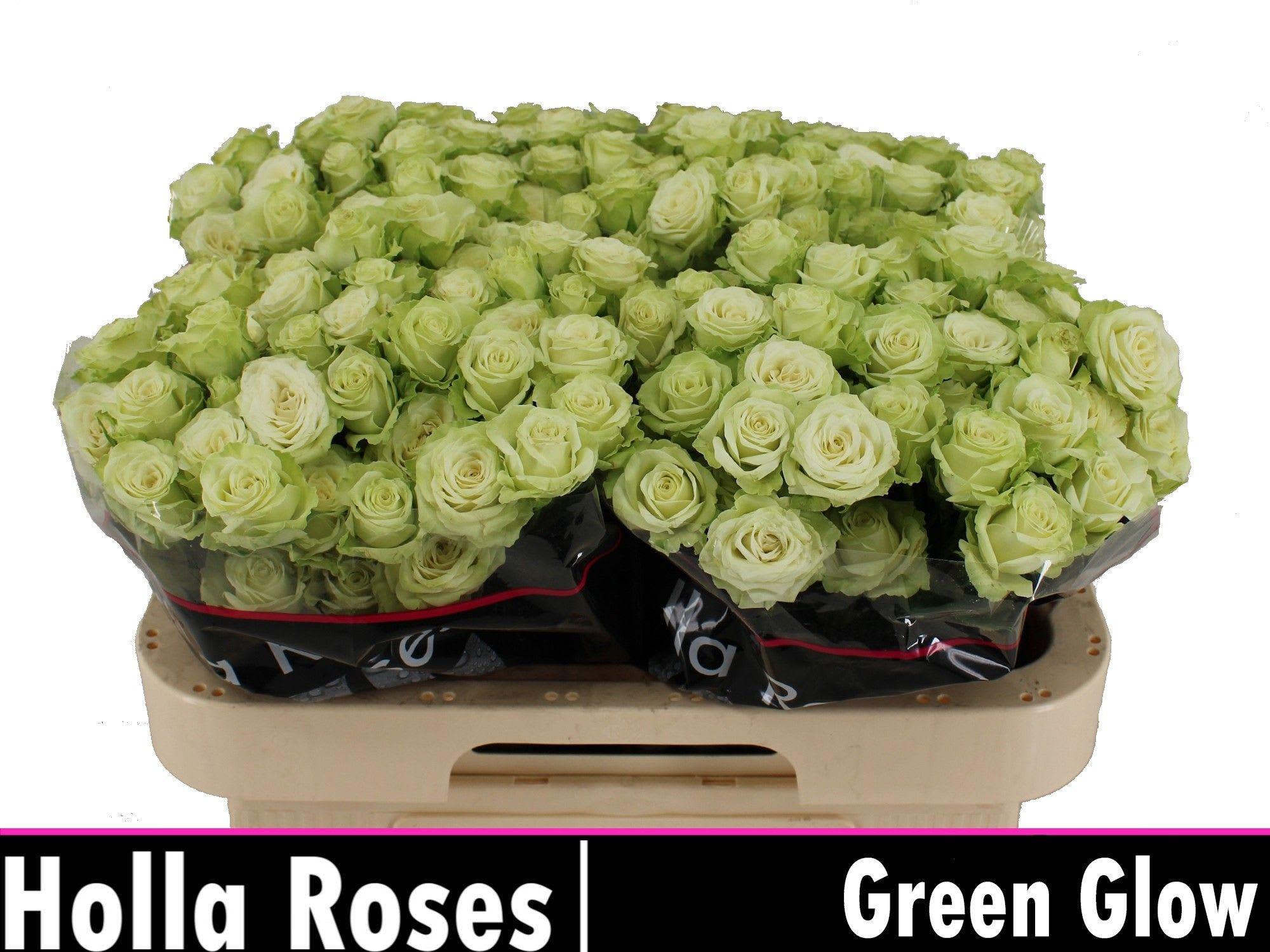 Срезанные цветы оптом Rosa spray green glow от 40шт из Голландии с доставкой по России