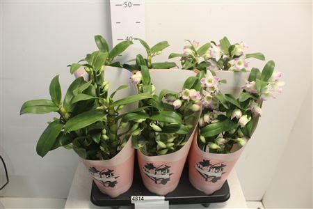 Горшечные цветы и растения оптом Dendr N S Dr Pandora 3 Branches 30+ от 6шт из Голландии с доставкой по России