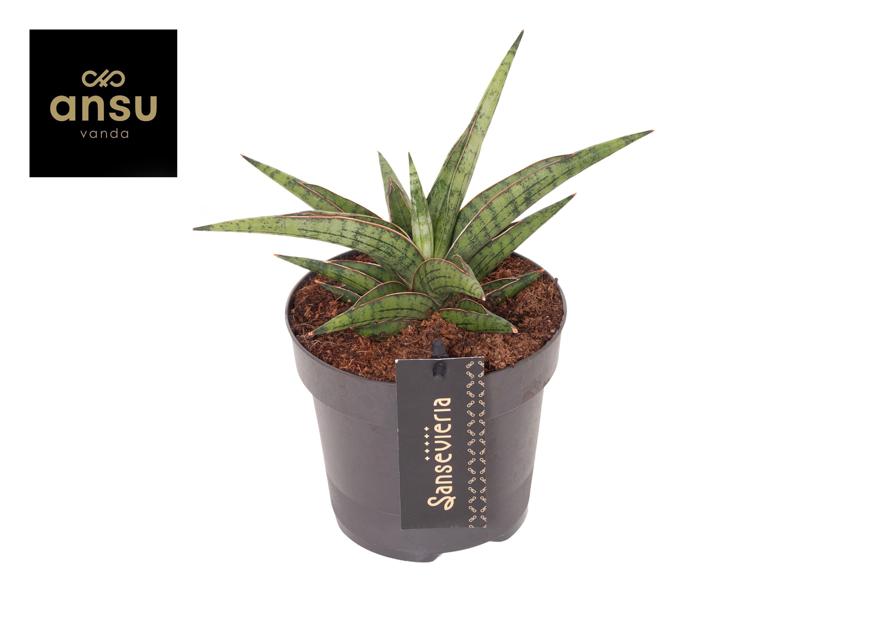 Горшечные цветы и растения оптом Sansevieria Comet Canoe No. 3 от 10шт из Голландии с доставкой по России