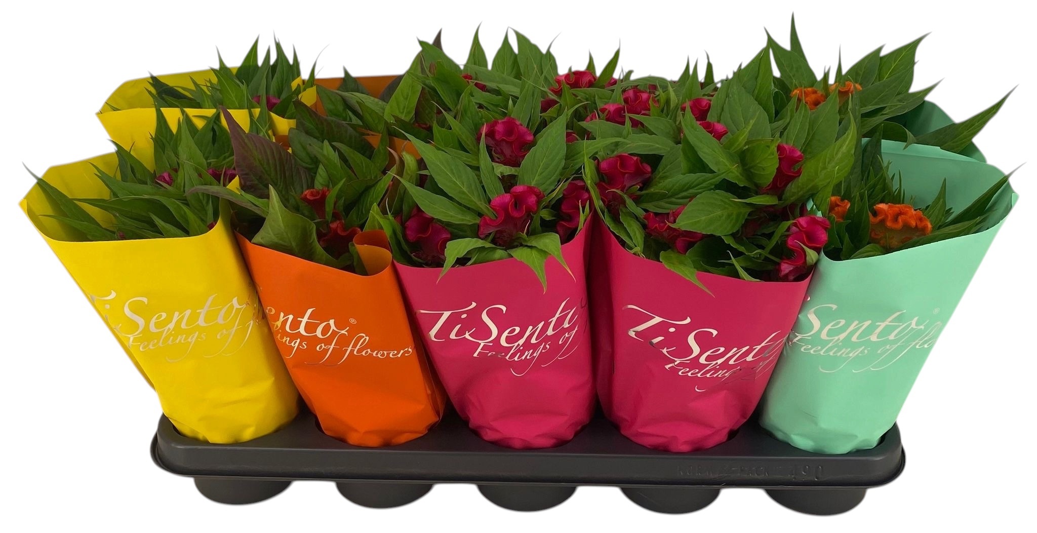 Горшечные цветы и растения оптом Cel Cr Twisted от 10шт из Голландии с доставкой по России