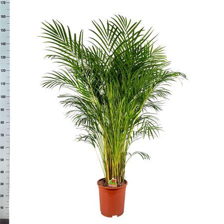 Горшечные цветы и растения оптом Dypsis Lutescens 30 Pp от 1шт из Голландии с доставкой по России