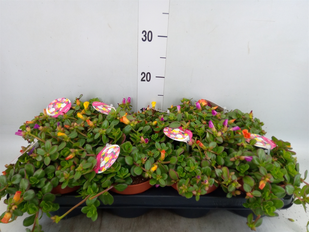 Горшечные цветы и растения оптом Portulaca   ... от 12шт из Голландии с доставкой по России
