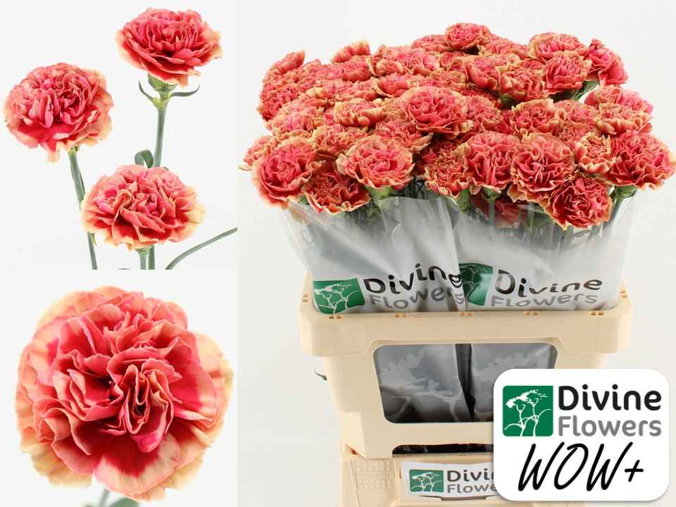 Срезанные цветы оптом Dianthus st wow от 80шт из Голландии с доставкой по России