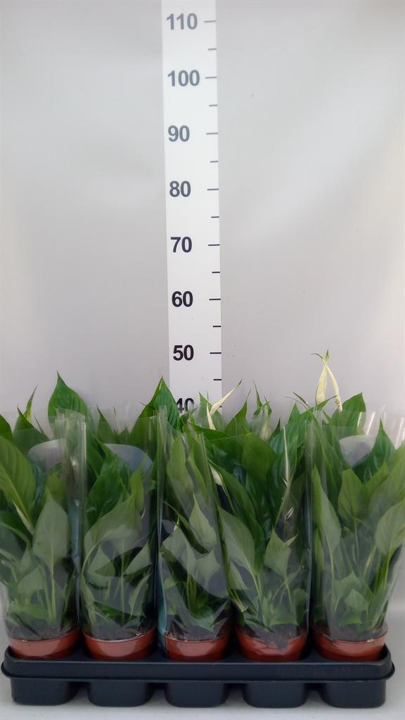 Горшечные цветы и растения оптом Spathiphyllum torelli от 10шт из Голландии с доставкой по России