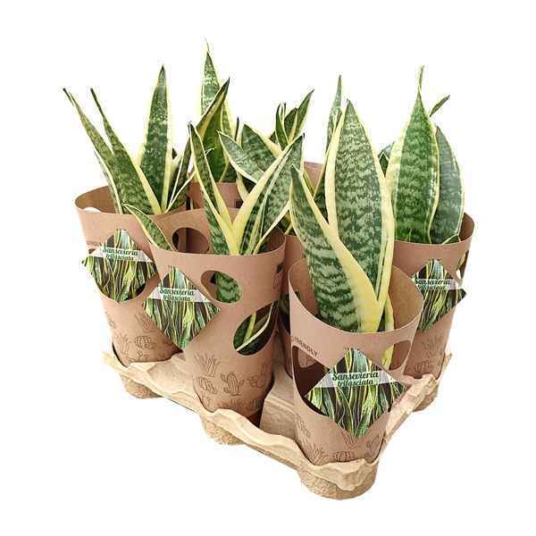 Горшечные цветы и растения оптом Sansevieria Trifasciata Potcover от 8шт из Голландии с доставкой по России